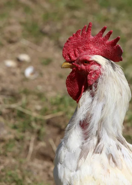 Portrait of a big cock with red crest on head — Stock Photo, Image