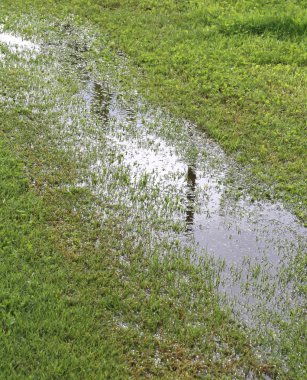 toprak çok doymuş zekâ olduğundan yeşil çayır birikintisi