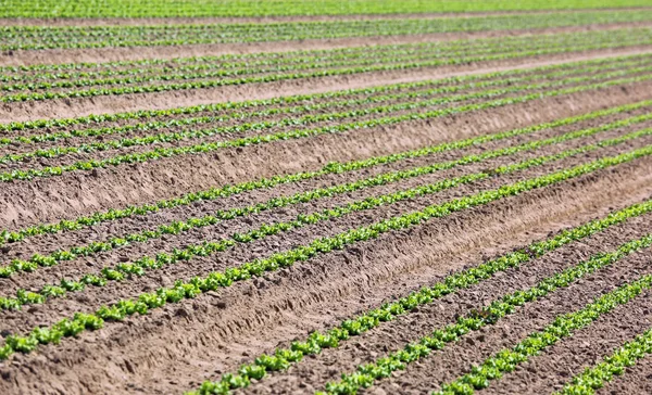 Pěstování zelených salátů v písčité půdě — Stock fotografie