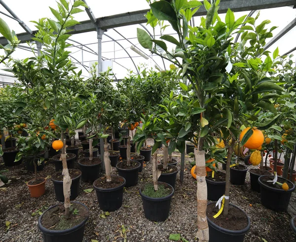 Molti alberi da frutto con clementine e arancio in vendita nel negozio — Foto Stock