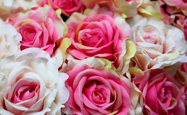 분홍색과 흰색 장미 배경 — 스톡 사진