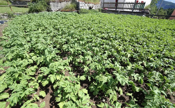 Potato plants ripening in the garden in June in the mountains — Stock Photo, Image