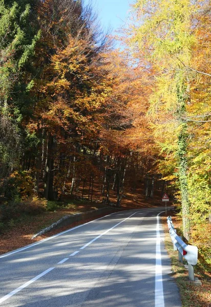 Дорога по осени с цветными листьями — стоковое фото