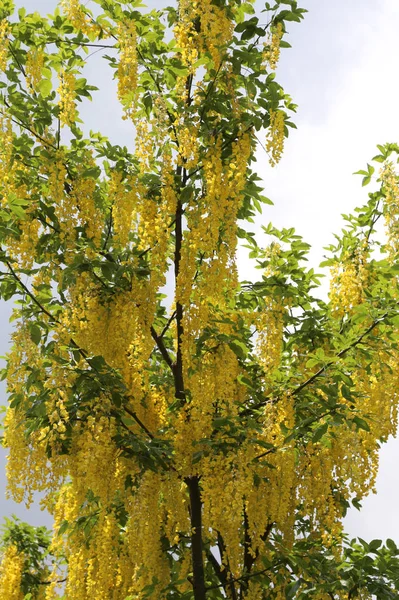 Flores amarelas de Laburnum árvore em flor — Fotografia de Stock