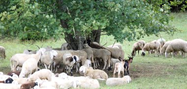 dağlarda büyük ağacın altında otlatma koyun