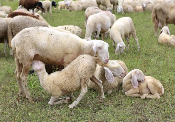 Mother sheep feeding her lamb in the flock of white sheep — Stock Photo, Image