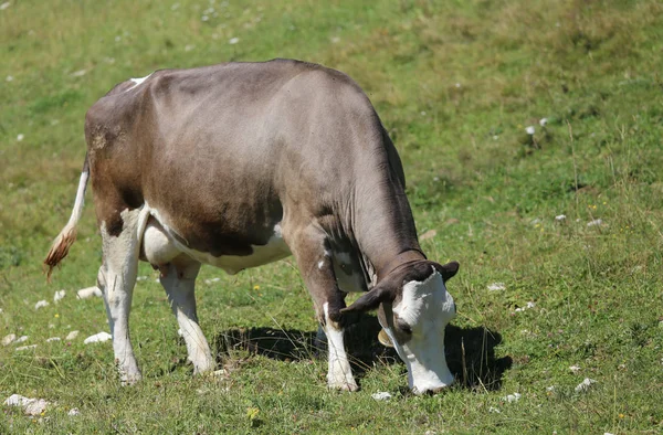 Vaca grande pastando en el prado de la montaña —  Fotos de Stock