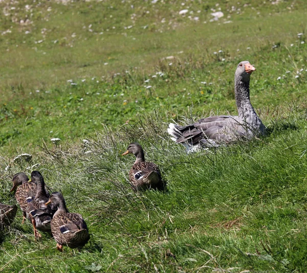 엄마 오리는 그녀의 작은 ducklings 저장 — 스톡 사진