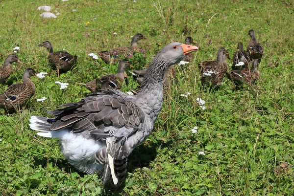 Mama kaczka dyski młode kaczki — Zdjęcie stockowe
