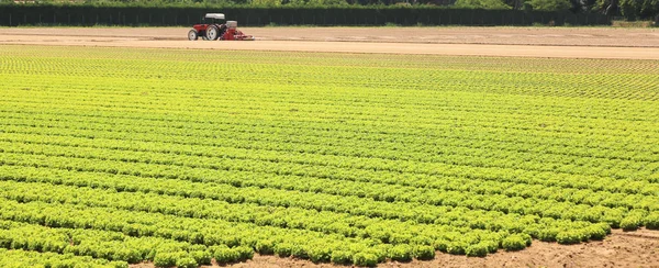 Zemědělský pozemek s hlávkovým salátem — Stock fotografie