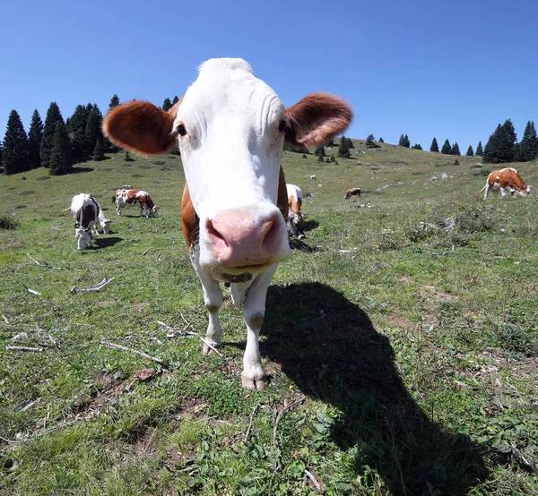 Vaca con gran hocico en el prado de montaña fotografiado con fis —  Fotos de Stock