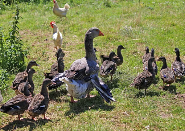 Mum duck walks the young ducklings — Stock Photo, Image