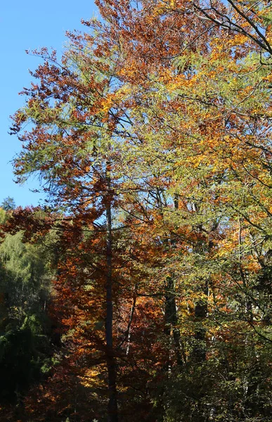 Herfstbomen met kleurrijke bladeren — Stockfoto