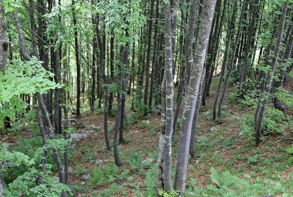 Bos met veel bomen in de zomer in de bergen — Stockfoto