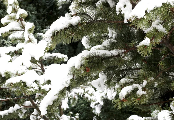 Schneebedeckte Äste einer Kiefer im Winter — Stockfoto