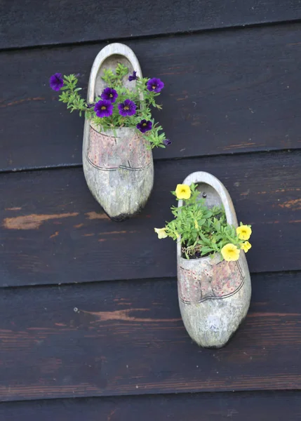 Dvě holandské dřeváky, používané jako květináče visí na zdi — Stock fotografie