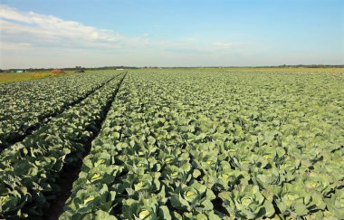 Yaz aylarında Kuzey Avrupa'da yeşil lahana