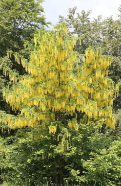 Laburnum ağaç bahar çiçek sarı çiçek