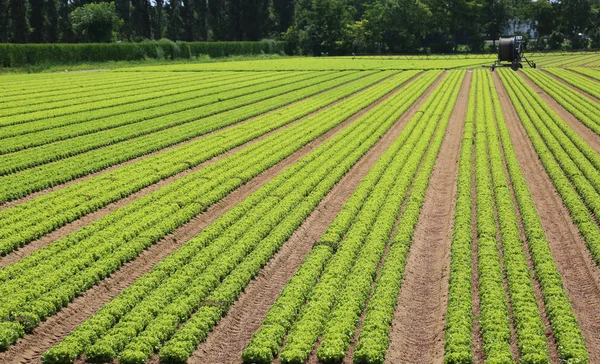 Field with lettuce and irrigation devices automatically in the b — Stock Photo, Image
