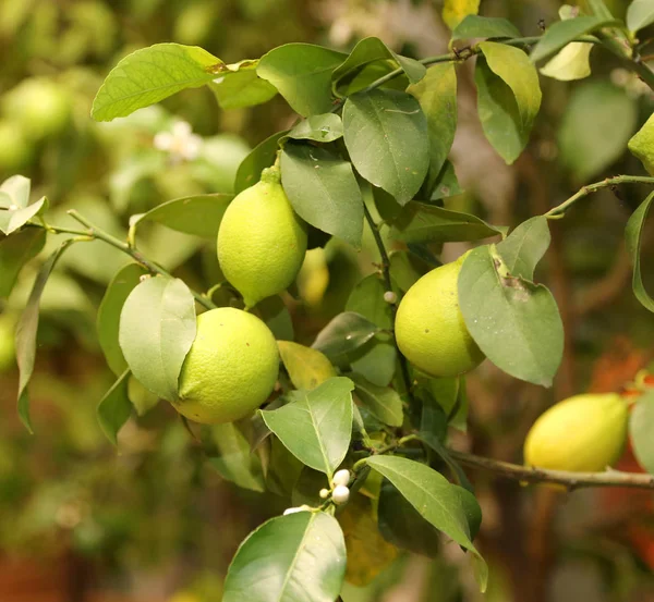 Дерево с зелеными лимонами в саду — стоковое фото