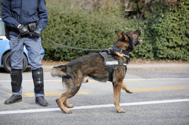 Vicenza, VI, İtalya - 28 Ocak 2017: Alman çoban polis ne
