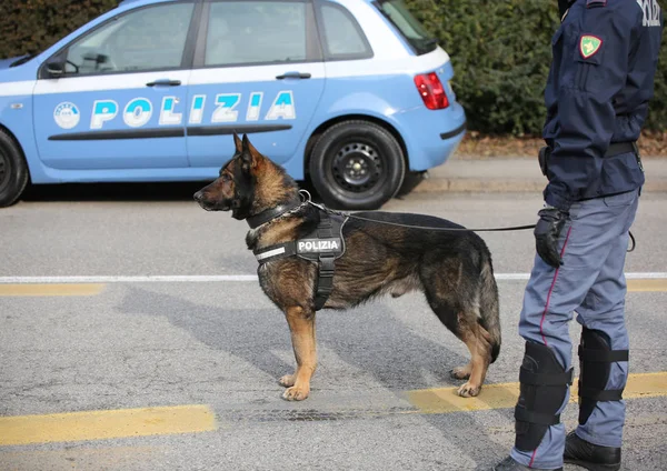 Vicenza, Vi, Itálie - 28. ledna 2017: německý ovčák policie dělat — Stock fotografie