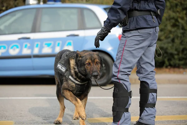 Vicenza, VI, Italy - January 28, 2017: German Shepherd police do — Stock Photo, Image