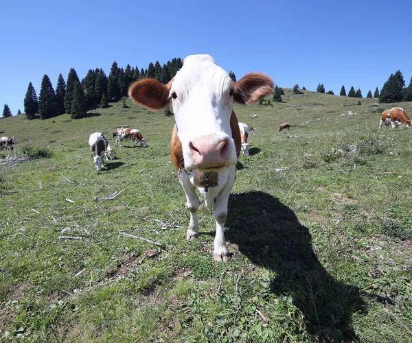 Vaca curiosa con hocico largo se ve curioso dentro del ojo de pescado l — Foto de Stock