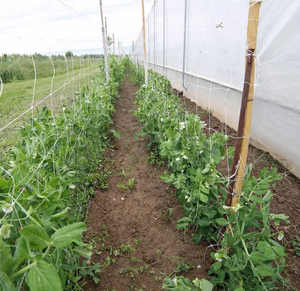 エンドウ豆の植物の近くに有機農業の農場の温室効果 — ストック写真