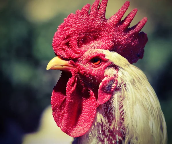 Portrait of a rooster with red crest and vintage effect — Stock Photo, Image