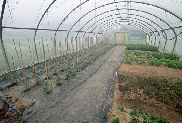Inuti en lång växthus med tomater växter — Stockfoto