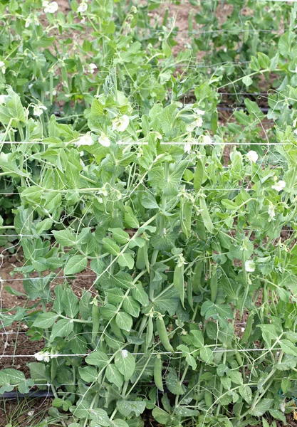 Agricultura biológica: planta verde de ervilhas — Fotografia de Stock