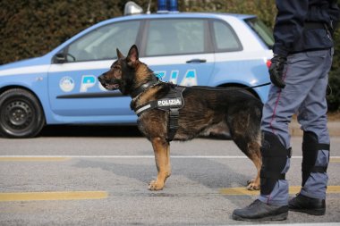 Vicenza, VI, İtalya - 28 Ocak 2017: Alman çoban polis ne