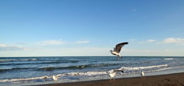 deniz kıyısı yiyecek bulmak gün batımında martılar anında