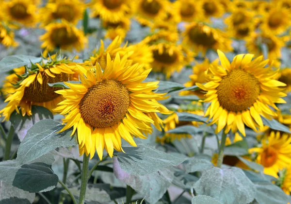 Increíble hermoso fondo de girasoles amarillos en verano — Foto de Stock