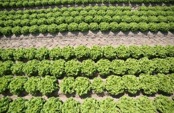 Cultivation of green lettuce in fertile sandy soil in the Padana — Stock Photo, Image