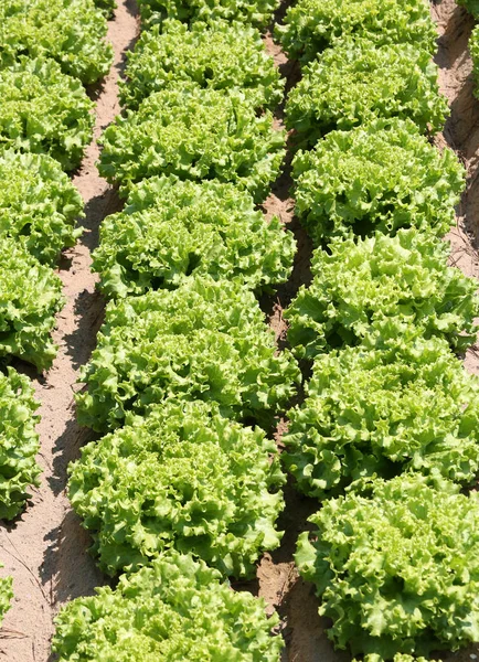 Fruchtbarer sandiger Boden und grüner Salat im Feldkulti gekeimt — Stockfoto