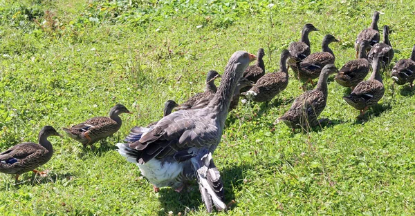 Anne kaz yeni doğan ducklings korur — Stok fotoğraf