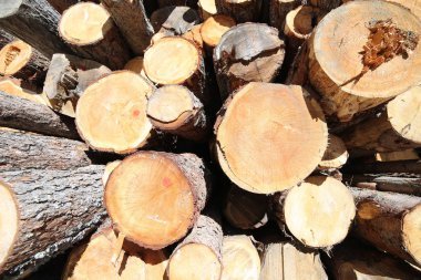 birçok mayo büyük bir yığın ahşap şekillendirme oduncu tarafından kesmek