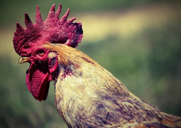 Portrait of a big rooster and red crest in the henhouse — Stock Photo, Image