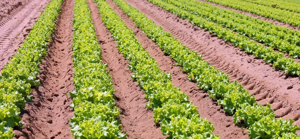 Coltivazione intensiva di lattuga verde in terreni sabbiosi fertili — Foto Stock