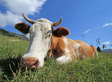 boynuzlu inek hedef balık gözü ile fotoğraflandı çim üzerinde yalan