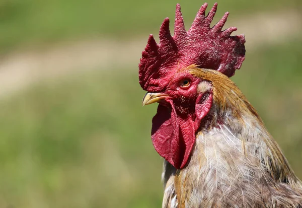 Portrait of the henhouse leader  that is a big cock — Stock Photo, Image