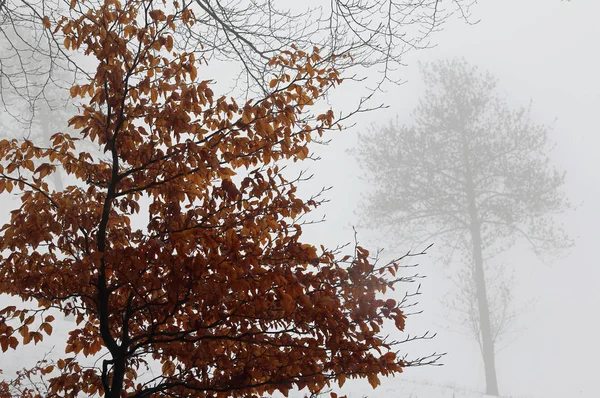 Tree with dried leaves during a misty winter day — Stock Photo, Image