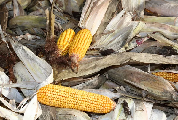 Espigas maduras coletadas no campo de milho no outono — Fotografia de Stock