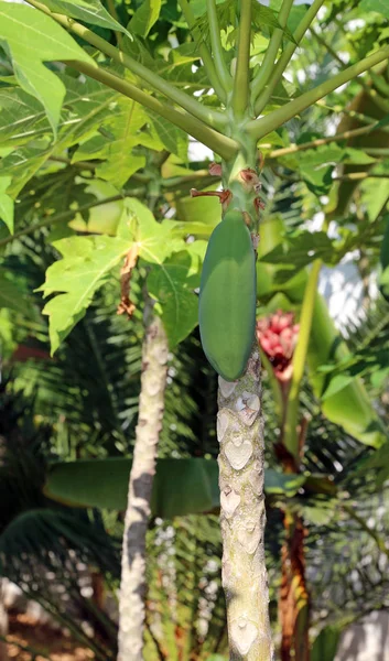 Unreife Frucht des Papayabaums — Stockfoto