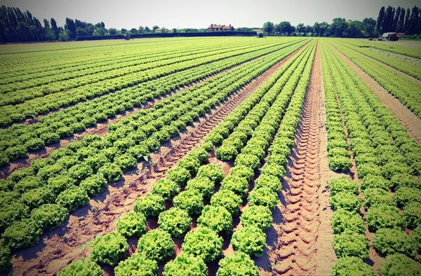 Uprawiane pole zielonej sałaty, na Nizinie Padańskiej, z vinta — Zdjęcie stockowe