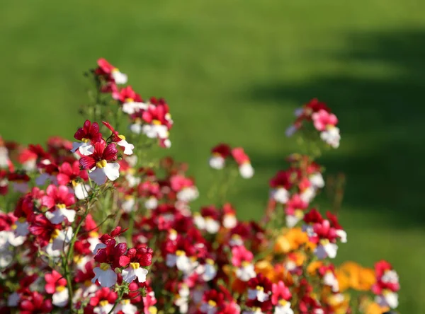 Hermosas flores pequeñas con pétalos blanco y rojo —  Fotos de Stock