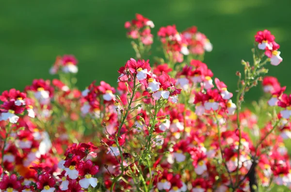 Hermosas flores pequeñas con pétalos blancos y rojos —  Fotos de Stock