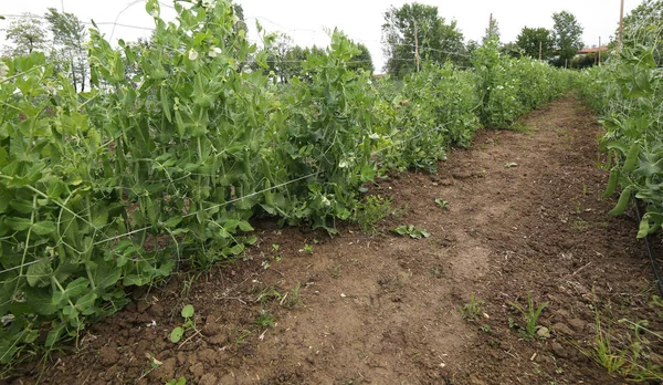 Intensive cultivation of green peas with organic farming method — Stock Photo, Image